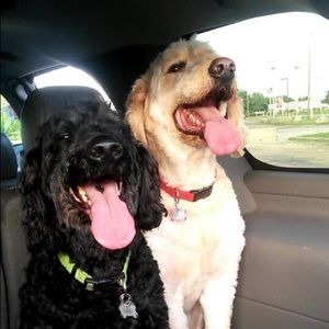 Meet your Posher, Meghan